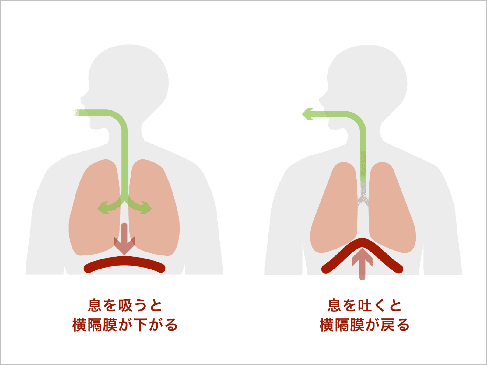 横隔膜の動きをイメージしながら呼吸する