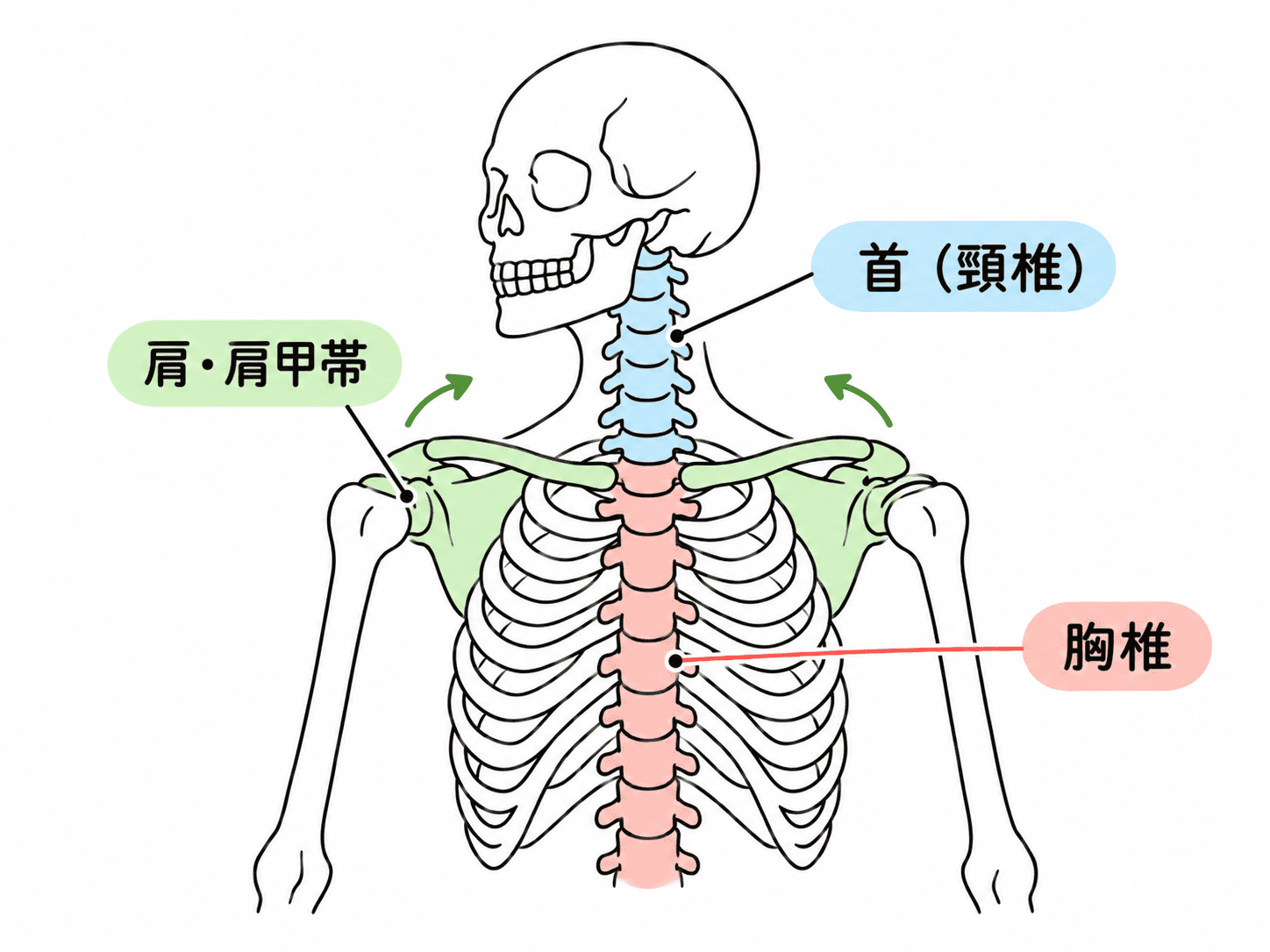 胸椎
