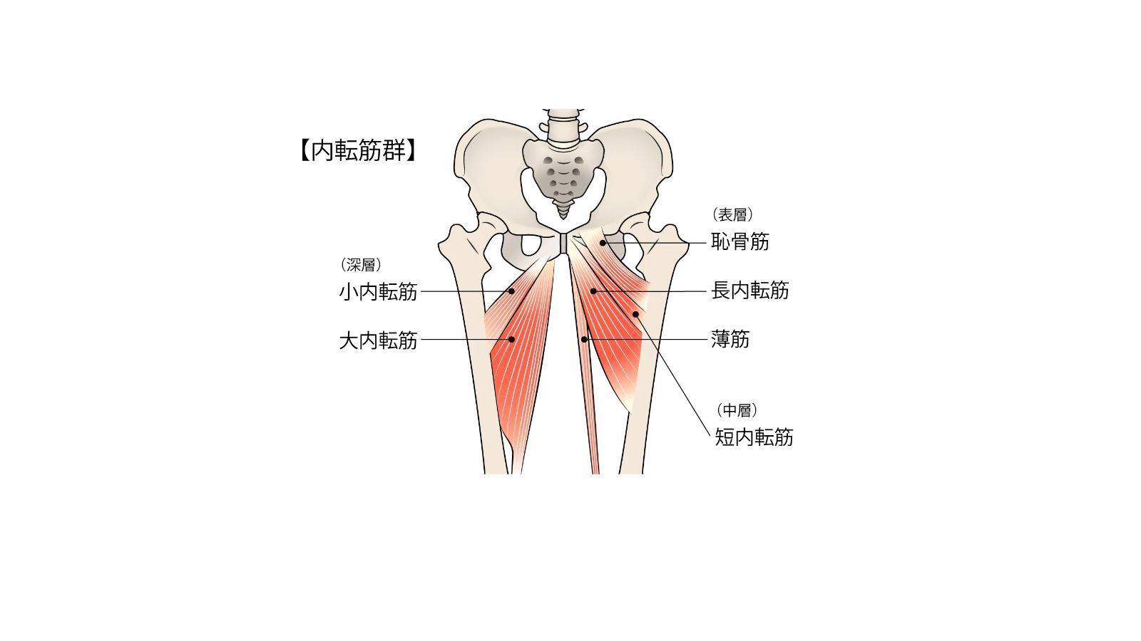 内転筋群