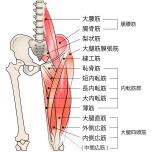 骨盤、股関節周辺筋肉