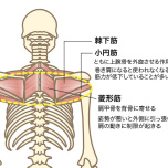 このワークで使いたい背中の筋肉
