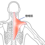 僧帽筋