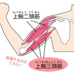 上腕三頭筋