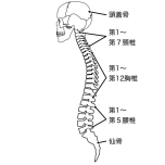 脊椎