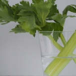 セロリのイメージ