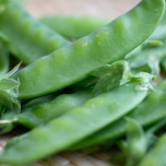 絹さやのイメージ