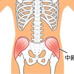 中臀筋