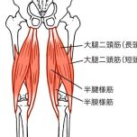 大腿二頭筋