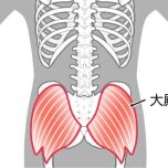 大臀筋
