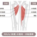 内転筋群