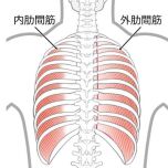 肋間筋