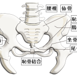 イラスト 骨盤