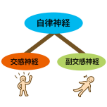 自律神経