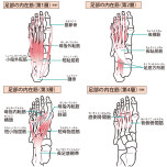 足の内在筋