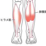 ふくらはぎ