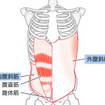 腹斜筋