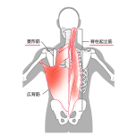 脊柱起立筋・菱形筋