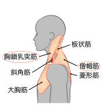 僧帽筋と胸鎖乳突筋