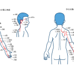 イラスト　経絡　三焦経　小腸経