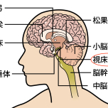 視床下部イメージ