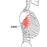 前鋸筋