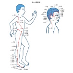 経絡と経穴