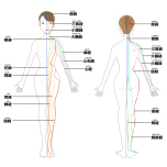 経絡のイメージ
