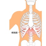 横隔膜