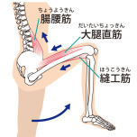 股関節屈曲に関わる筋肉