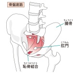 骨盤底筋群