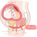 骨盤底筋の出産時