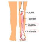 足底の筋肉　イラスト