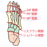 MP関節　イラスト