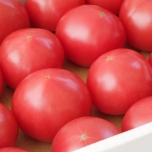 トマトのイメージ