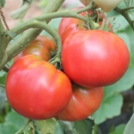 トマトのイメージ