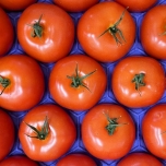 トマトのイメージ