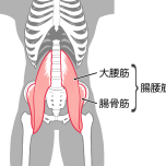 腸腰筋