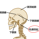 乳様突起　イラスト