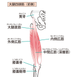 大腿四頭筋