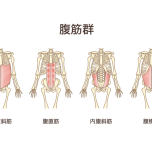 腹斜筋・腹横筋
