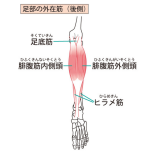 腓腹筋