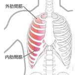 肋間筋