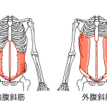 腹斜筋　イラスト