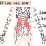 腸腰筋