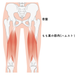 もも裏と骨盤