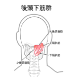 後頭下筋群