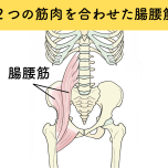腸腰筋の場所
