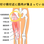 脚の付け根に集まる筋肉
