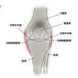 膝関節