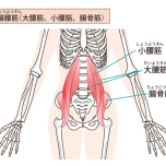 腸腰筋